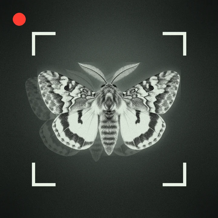 A moth in the camera's tracking reticle